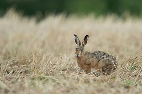 Between crop stubble... European hare (Lepus europaeus), apparently timid hare sitting in a