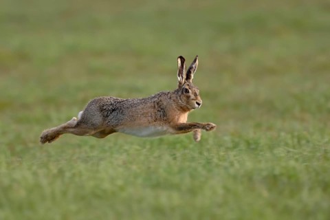 Leaping... European hare (Lepus europaeus) hunts in long, wide leaps across a meadow, native