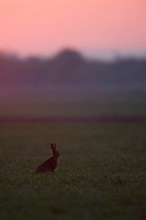 Dawn... European hare (Lepus europaeus) in the backlight far in front of sunrise on farmland,