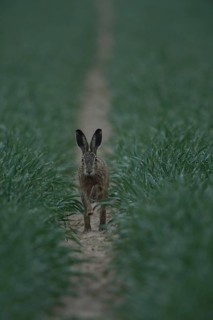 In the dark... Brown hare (Lepus europaeus), hare running through a lane in the field directly