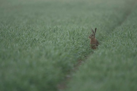 Brown Hare / European Hare (Lepus europaeus) sitting on its hind paws in a rut, watching over a dew