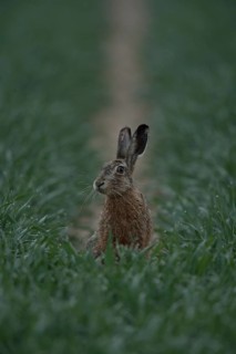 Hesitant... European hare (Lepus europaeus), hare sitting early in the morning at the end of a lane