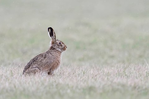First snowflakes... European hare (Lepus europaeus) in winter on the meadows on the Lower Rhine,