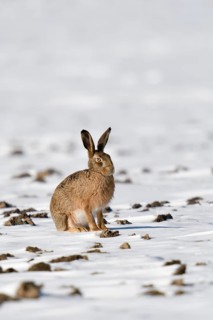 Good bunny... European hare (Lepus europaeus) on a field in the snow, native nature on the Lower