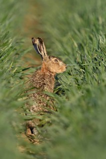 In the rain-soaked grain... Brown hare (Lepus europaeus) sitting in the lane of a cereal field,