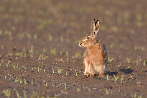 Irritated look... European hare (Lepus europaeus) sitting in the evening light on a freshly