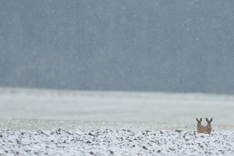 Two brown hares (Lepus europaeus) sitting next to each other in a field in winter during snowfall,