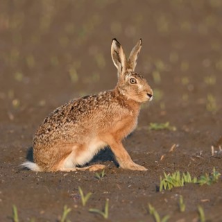 In the evening light... European hare (Lepus europaeus), adult, sits in the early morning light on