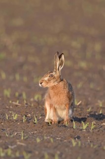Irritated look... European hare (Lepus europaeus) sitting in the evening light on a freshly