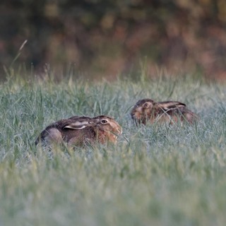 Resting in the grass... European hare (Lepus europaeus), two hares lying crouched and with ears