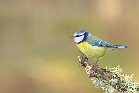 Blue tit (Parus caeruleus), sitting on a branch overgrown with reindeer lichen (Cladonia