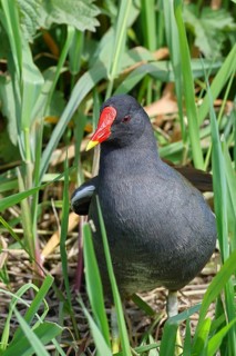 Moorhen (Gallinula chloropus), in the reeds on the bank of a moor ditch, Ochsenmoor, Dümmer See,