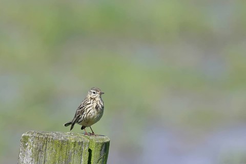 Meadow pipit (Anthus pratensis), on a pasture fence post, Ochsenmoor, Dümmer See, Hüde, Lower