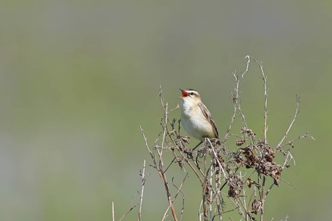 Reed warbler (Acrocephalus schoenobaenus) sits singing in a shrub in its natural environment,