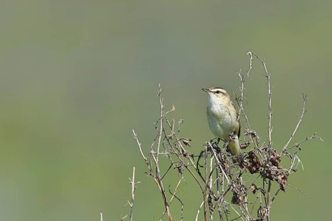 Reed warbler (Acrocephalus schoenobaenus) sitting in a shrub in its natural environment, Wildlife,