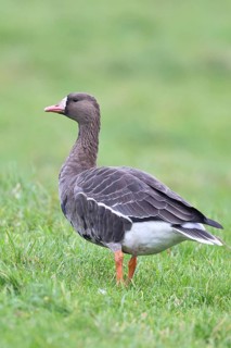 White-fronted goose (Anser albifrons), standing in a meadow in the wintering area, wildlife,