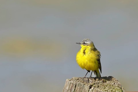Yellow wagtail, yellow wagtail (Motacilla flava), on a pasture fence post, Dümmer, Lake Dümmer,