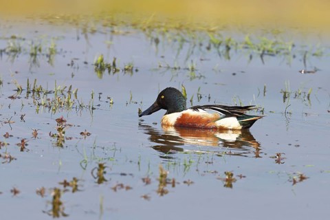 Shoveler (Anas clypeata), drake, male on a wet meadow, Ochsenmoor, Dümmer, Lemförde, Lower Saxony,