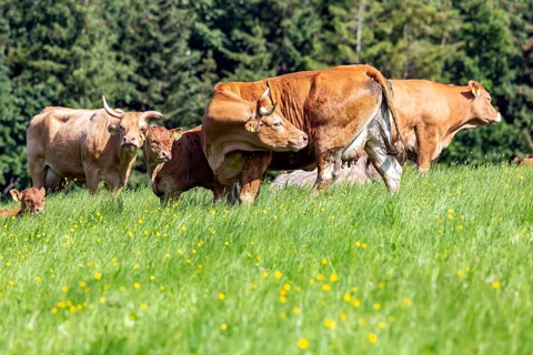 Pasture with cattle and young animals on the Swabian Alb. Amstetten, Baden-Württemberg, Germany