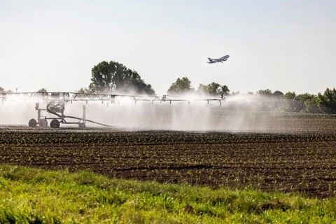 Hot days, little rainfall. Irrigation of young vegetable plants during drought in the fields of