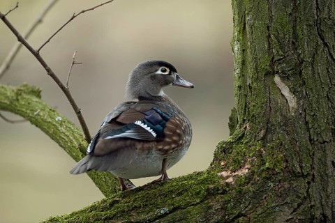 In the tree... Brown duck (Aix sponsa), female, very pretty duck species, not actually native to