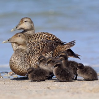 Kindergarten... Eider duck (Somateria mollissima), two wild ducks, females looking after young