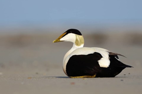 Eider duck (Somateria mollissima) on the beach of Heligoland, colourful male, drake in breeding