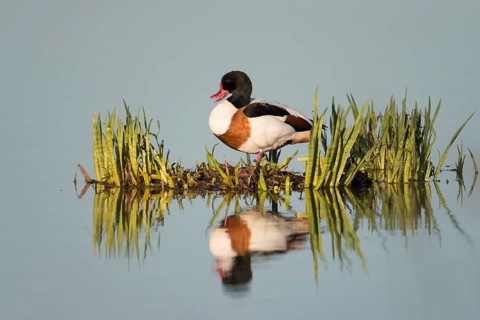 Shelduck (Tadorna tadorna), male, drake in breeding dress, summer dress, standing on a small reed