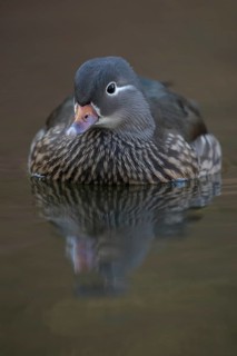 The female... Mandarin Duck (Aix galericulata), detailed close-up of a beautifully marked female