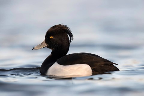 Dripping wet... Tufted Duck (Aythya fuligula), beautiful male in splendid plumage, very detailed