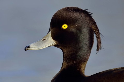 Duck portrait... Tufted Duck (Aythya fuligula), drake in splendid plumage with long decorative