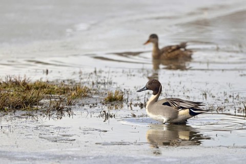 Pintail ducks (Anas acuta), wild ducks, pair, couple, rarely observed species in North