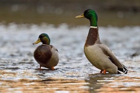 Two drakes, highly alert... Mallard (Anas platyrhynchos), male wild mallard, ducks in a natural