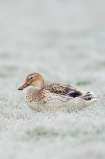 Beautifully marked... Mallard (Anas platyrhynchos), best known and almost everywhere common wild