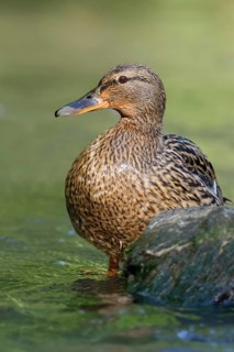Female mallard... Mallard (Anas platyrhynchos), wild female duck standing in the most beautiful