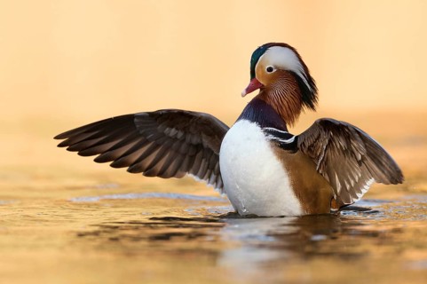 Wing-flapping...Mandarin duck (Aix galericulata), colourful drake, male duck, most colourful bird