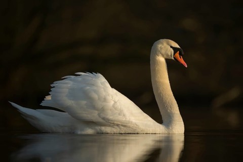 At the swan lake... Mute swan (Cygnus olor) in the most beautiful light, side view of this proud