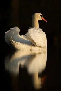Swan Lake... Mute swan (Cygnus olor), elegant swan with upturned wings, in the most beautiful