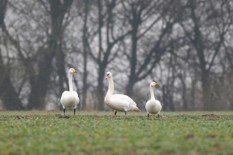 Family reunion... Whooper Swan, Mute Swan, Bewick's Swan (Cignus spec.), three different swan