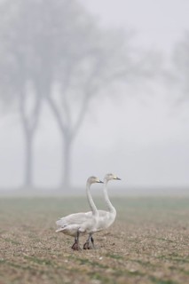 Whooper swans (Cygnus cygnus), two young birds, resting on a rape field, walking across a field on