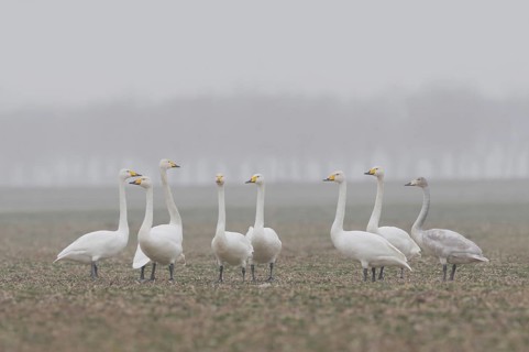 Small flock on the Lower Rhine... Whooper swans (Cygnus cygnus), occasional winter guests, home