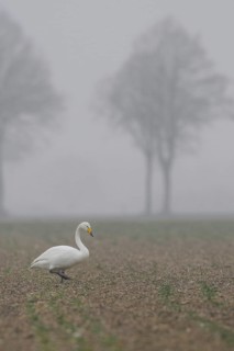 Whooper swan (Cygnus cygnus) walks across a rape field in cloudy, wet and cold weather in search of