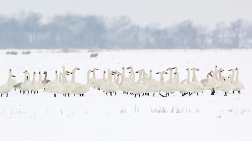 In rank and file... Tundra Swan (Cygnus bewickii), large group, flock of bewick's swans in winter,