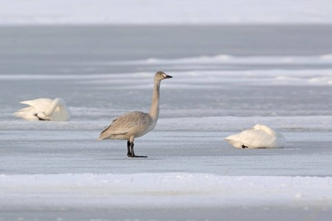 Offspring of the Bewick's swans... Tundra Swan (Cygnus bewickii), juvenile, still grey young swan