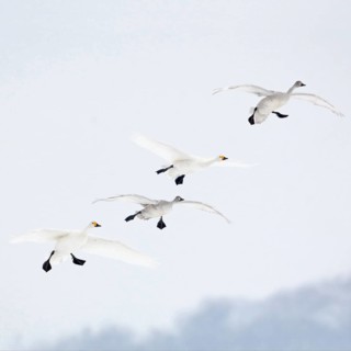 The flight in... Tundra Swan (Cygnus bewickii), rare bewick's swans in flight, preparing to land,