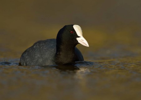 Golden light... Eurasian Coot rail (Fulica atra), common coot, frequently observed, generally known