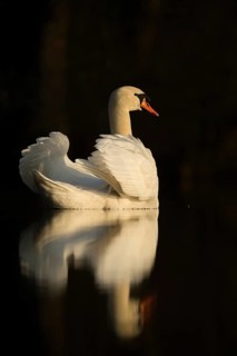 Swan lake... Mute swan (Cygnus olor), elegant swan in the most beautiful light speckles on the