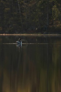 Somewhere in Sweden... Black-throated diver (Gavia arctica), straightens up for a moment, flaps its