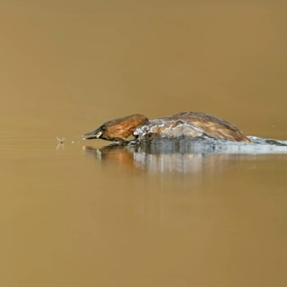 Little grebe (Tachybaptus ruficollis), adult bird in breeding dress, summer dress, in action,
