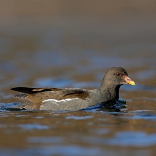 Moorhen, moorhen rail (Gallinula chloropus), water fowl that can be observed relatively frequently